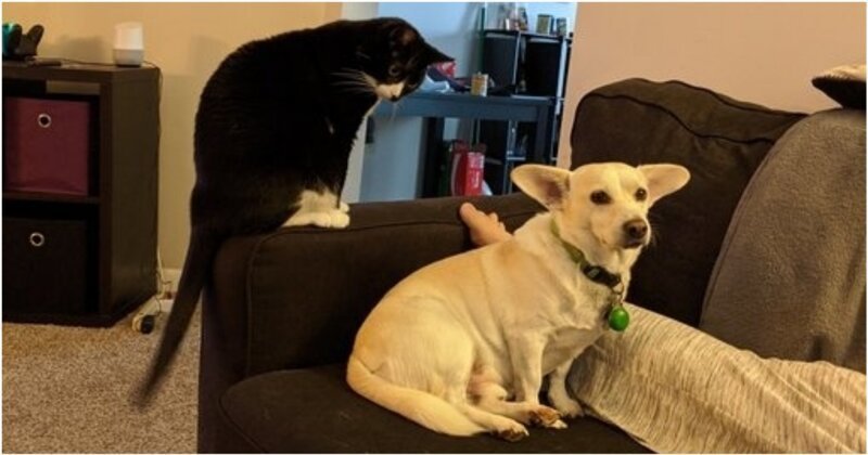 Собака отвернулась от хозяина