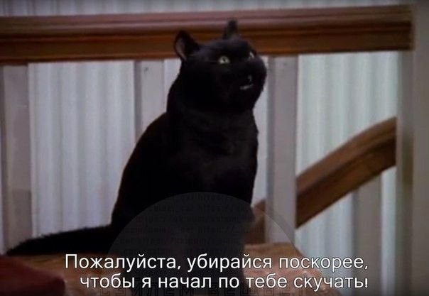 Сэйлем Сэйберхеген кот