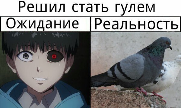 Голуби Токийский гуль