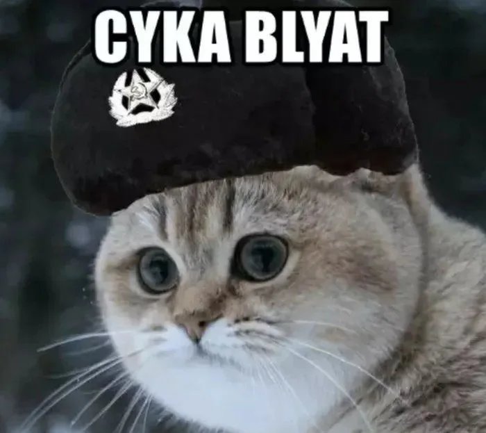 Котенок в шапочке