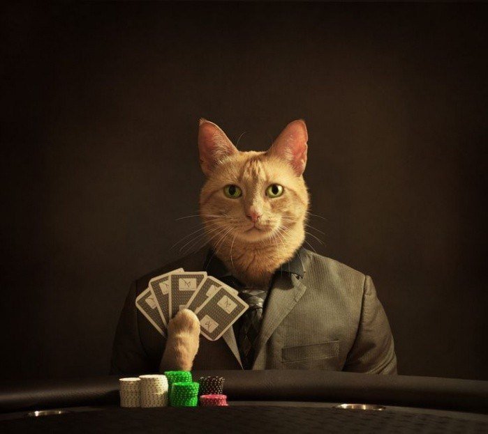 Кот с сигарой