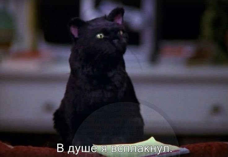 Кот Салем из Сабрины