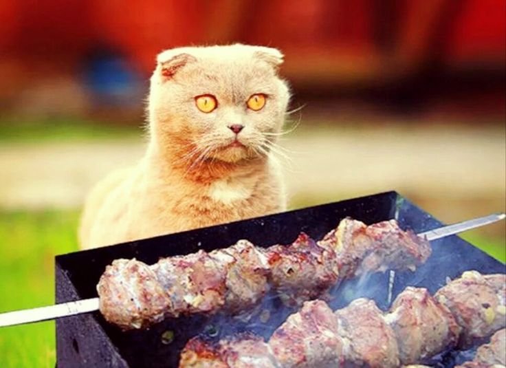 Кот жарит шашлык