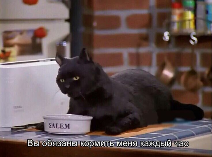 Кот Салем из Сабрины маленькой ведьмы