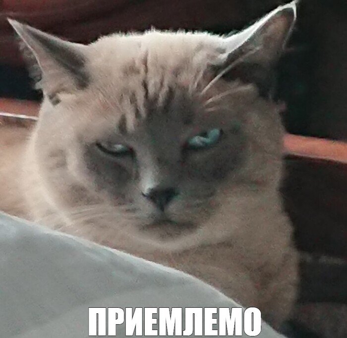 Кот из мема приемлемо