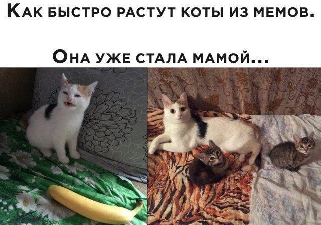 Мемы с котом приемлемо