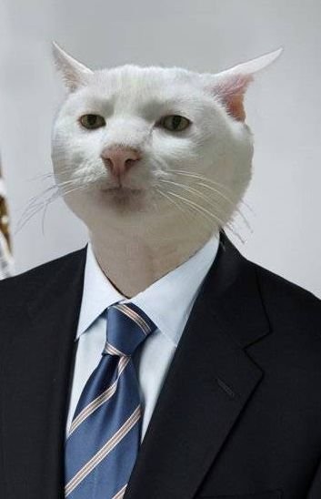 Приемлемо Мем кот