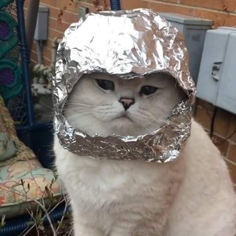 Кот с фольгой на голове