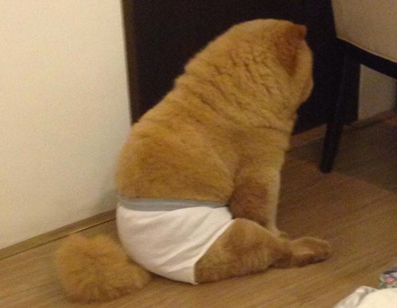 Толстый кот