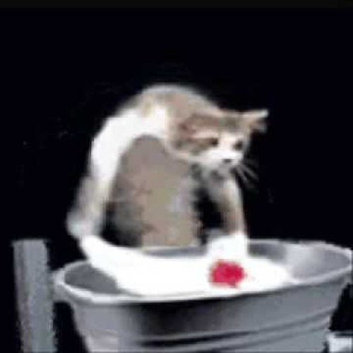 Кот стирает