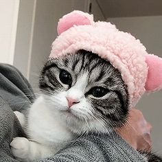 Котик в шапке