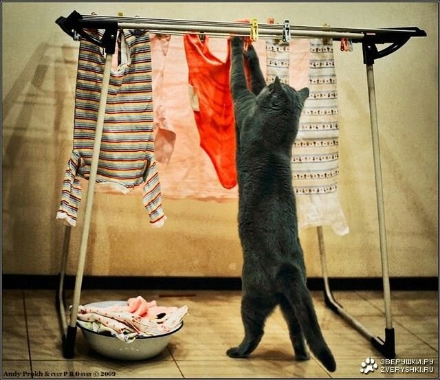 Кот стирает