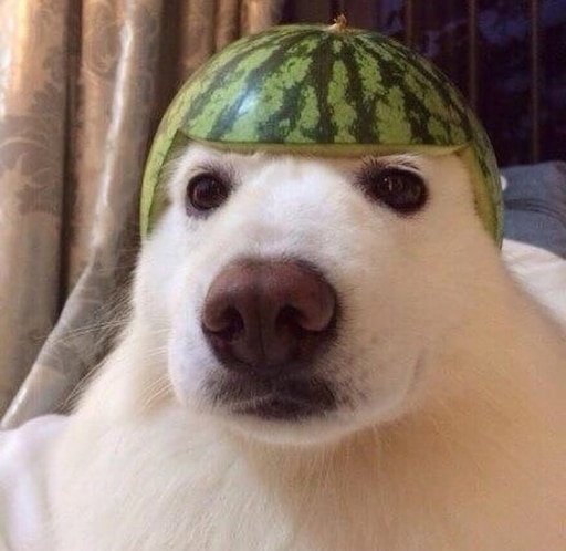 Собака с арбузом