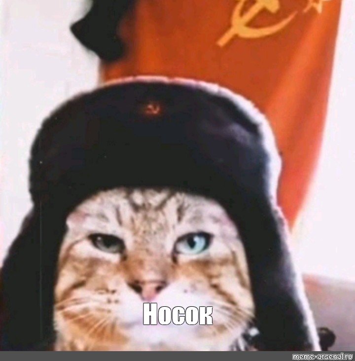 Рыжий кот в шапке ушанке