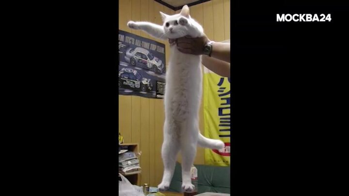 Самый длинный кот