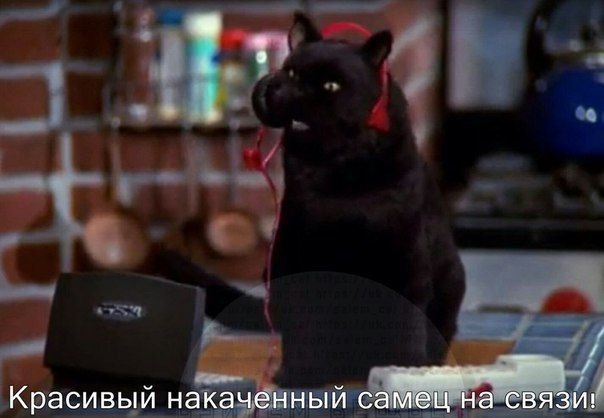 Сабрина маленькая ведьма кот Салем