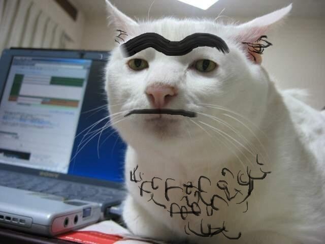 Приемлемо Мем кот оригинал