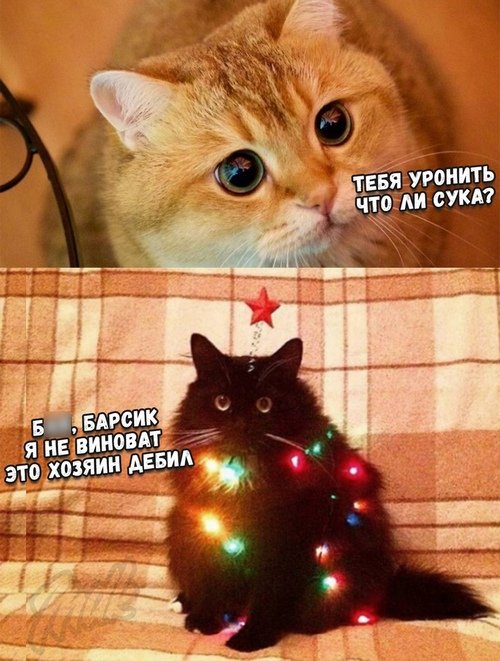 Новогодние мемы про котов