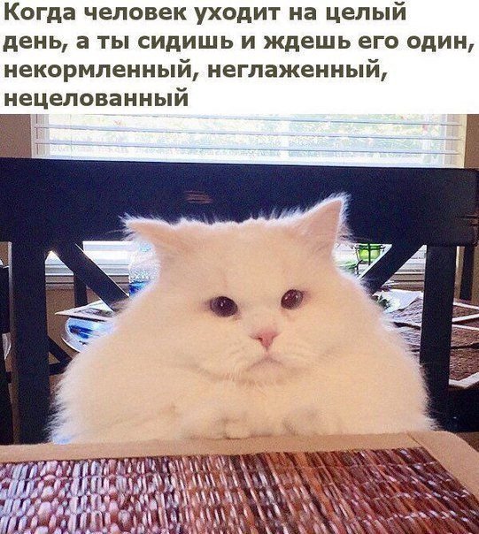 Неглаженный кот