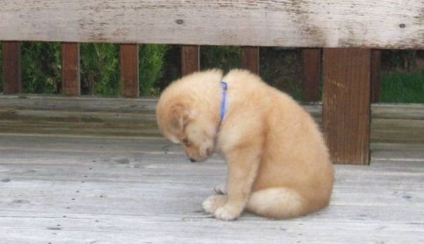 Щенок просит прощения