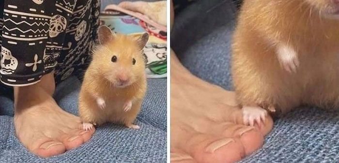 Приколы про хомяков с надписями