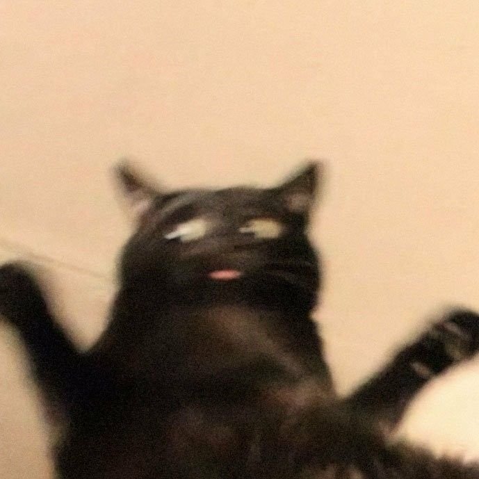 Упоротые коты