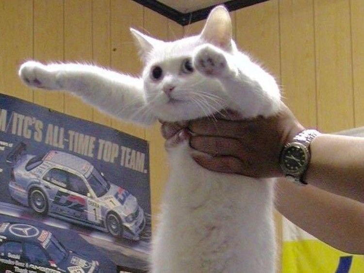 Кот с вытянутой рукой