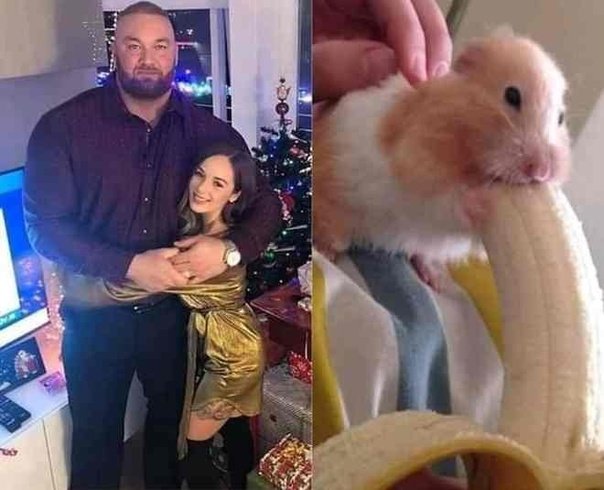 Хомячок с большим бананом