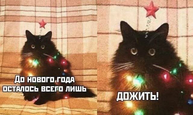 Новогодние мемы с котиками