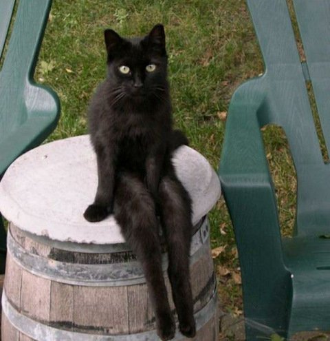 Ждущий котик