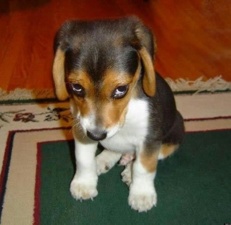 Провинившийся щенок