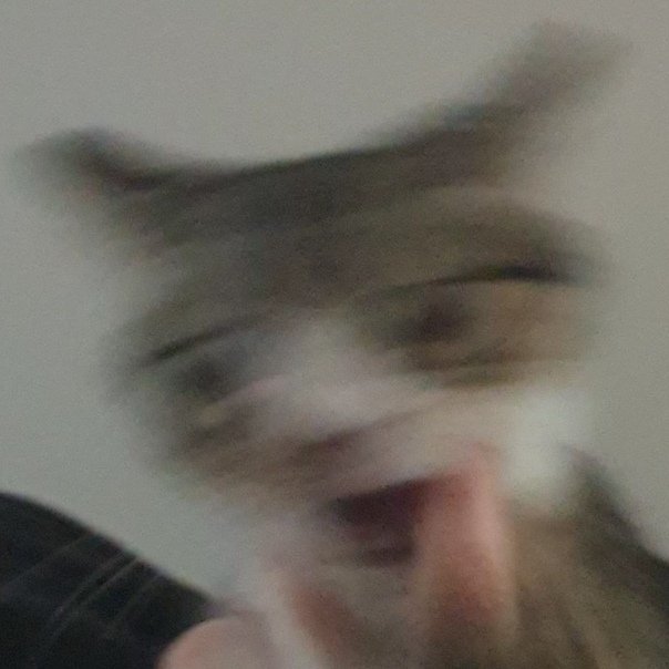 Размазанные смешные коты