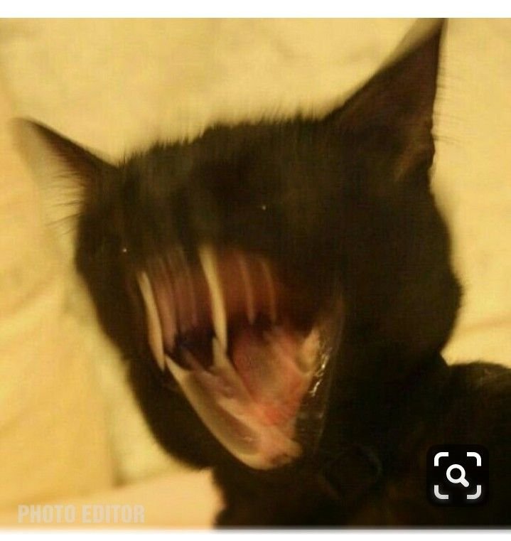 Черный кот орет