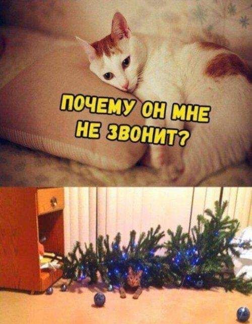 Новогодние елки и коты с надписями
