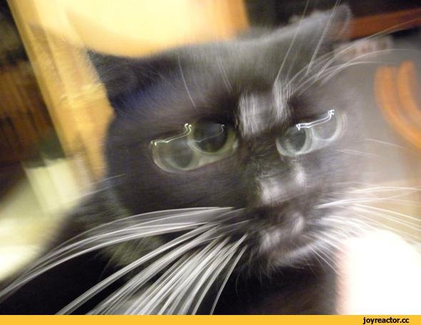 Смазанные коты