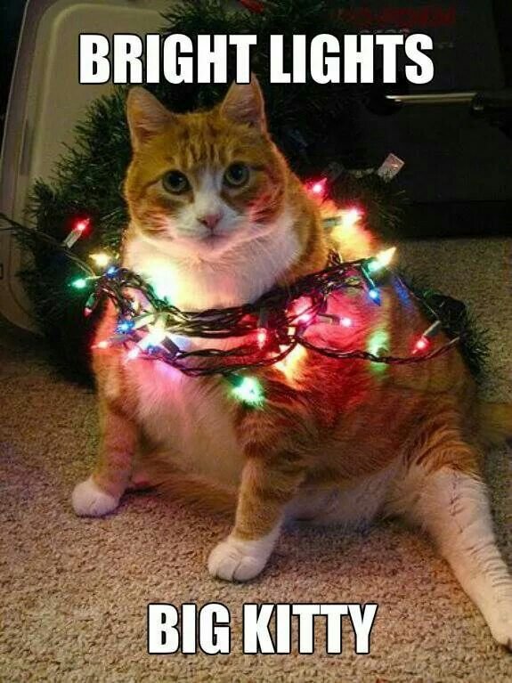 Кот в гирлянде