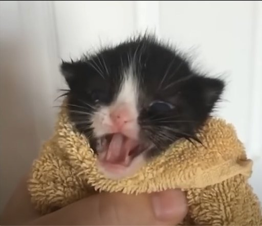 Котик мяукает Мем