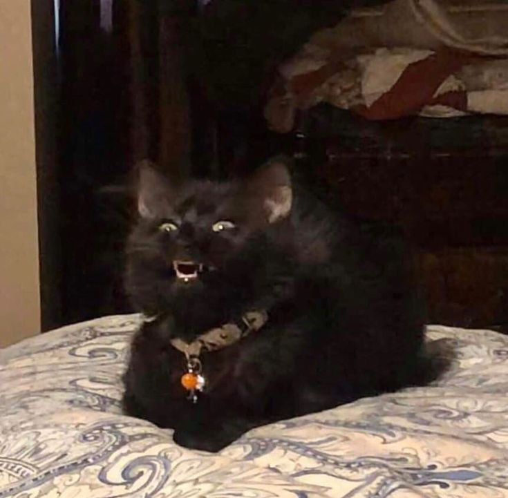 Злой черный котенок