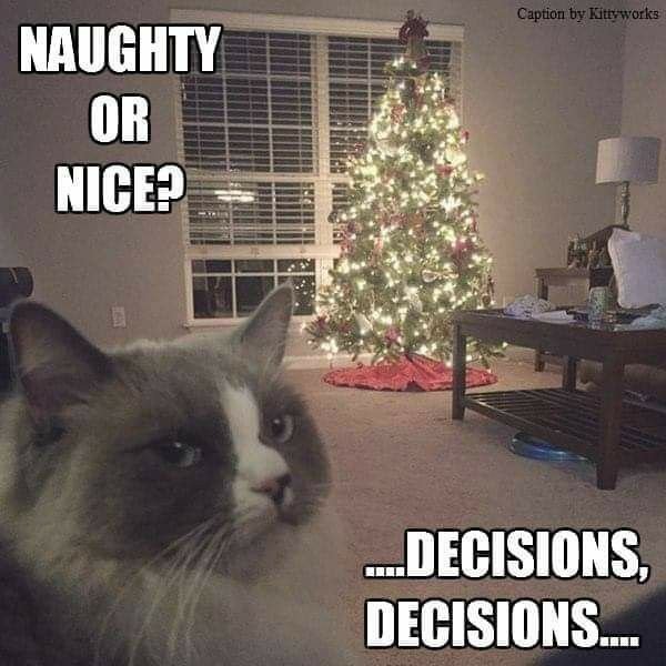 Кот и елка Мем