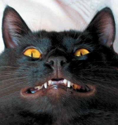 Черный кот смеется