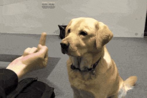 Гиф умное животное