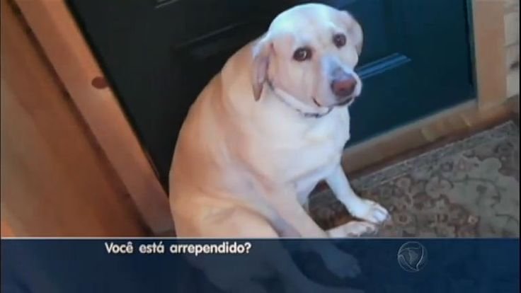 Собака извиняется