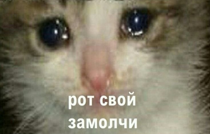 Печальный котик