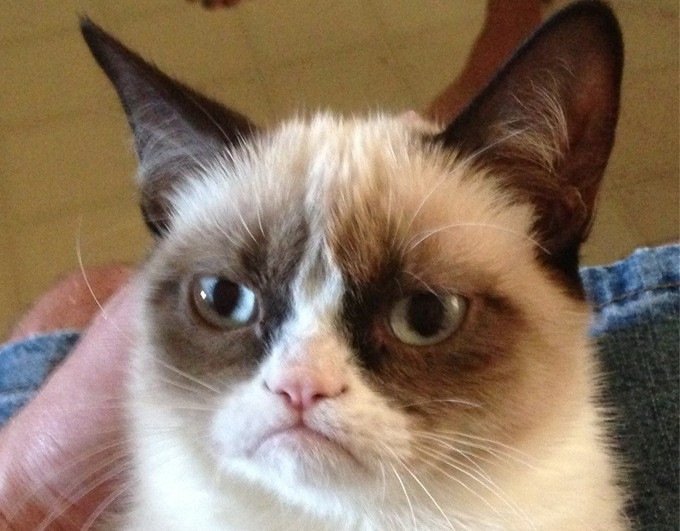 Кот с грустным лицом