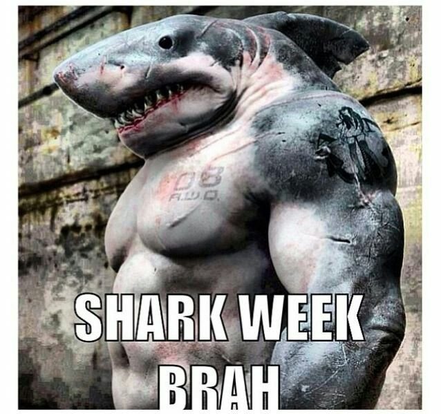 Акула прикол