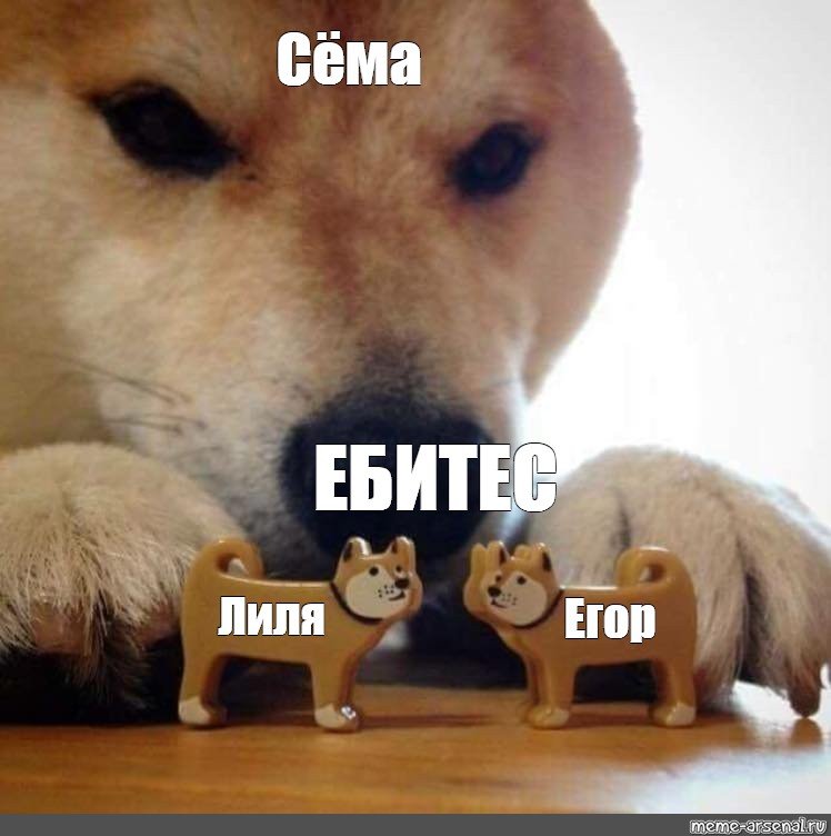 Шиба ину ебитес