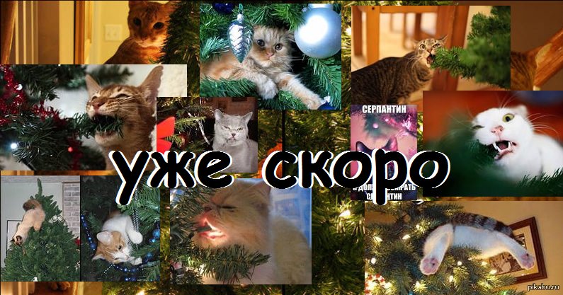 Скоро скоро новый год кот и новый год