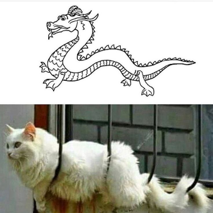 Мемы с драконами