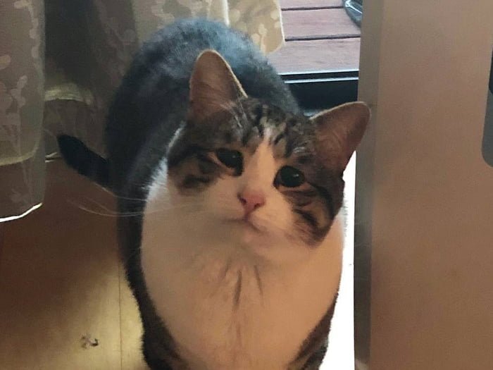 Кот хоть иногда Мем