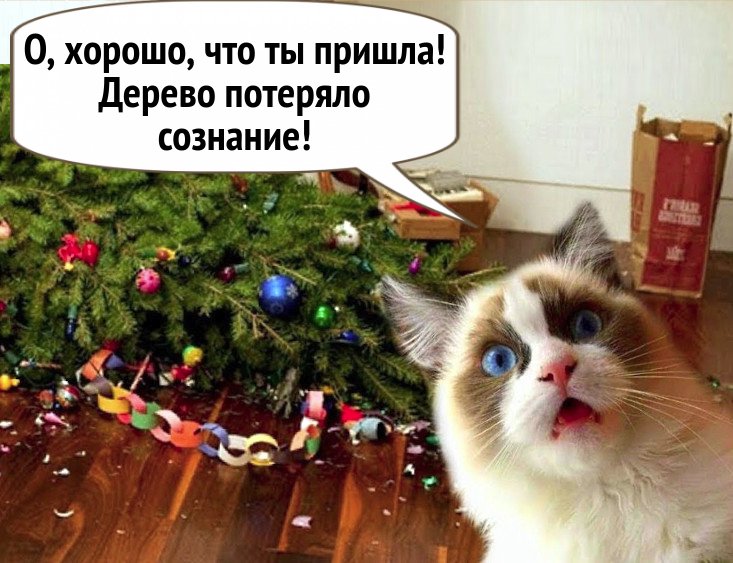 Коты и Наташа и елка